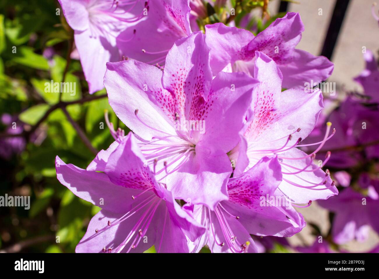 Fiori viola di catawba rododendro su un cespuglio Foto Stock