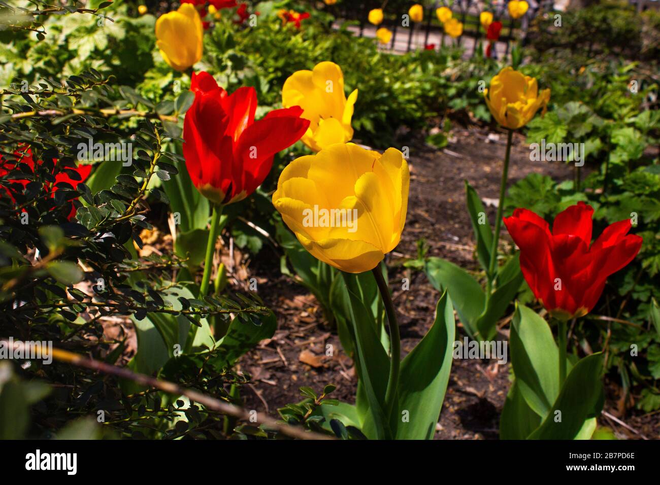 Tulipani rossi e gialli in Piazza Rittenhouse Foto Stock