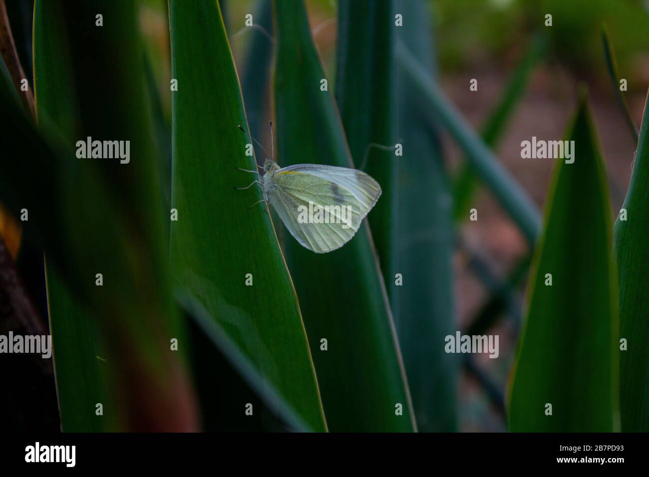 Farfalla bianca su una lama di foglia di yucca Foto Stock