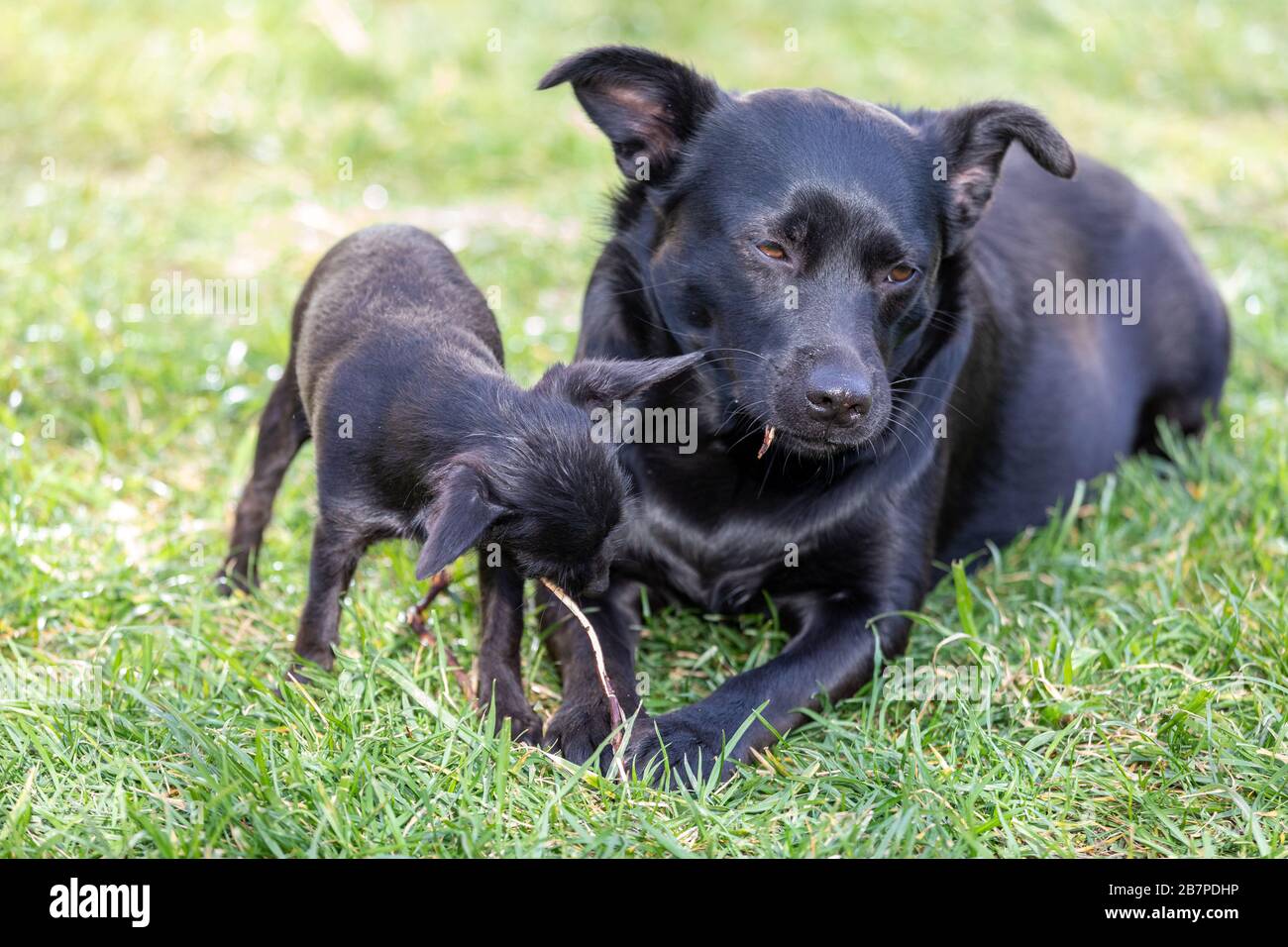 Due simpatici cani neri´s masticare un bastone Foto Stock