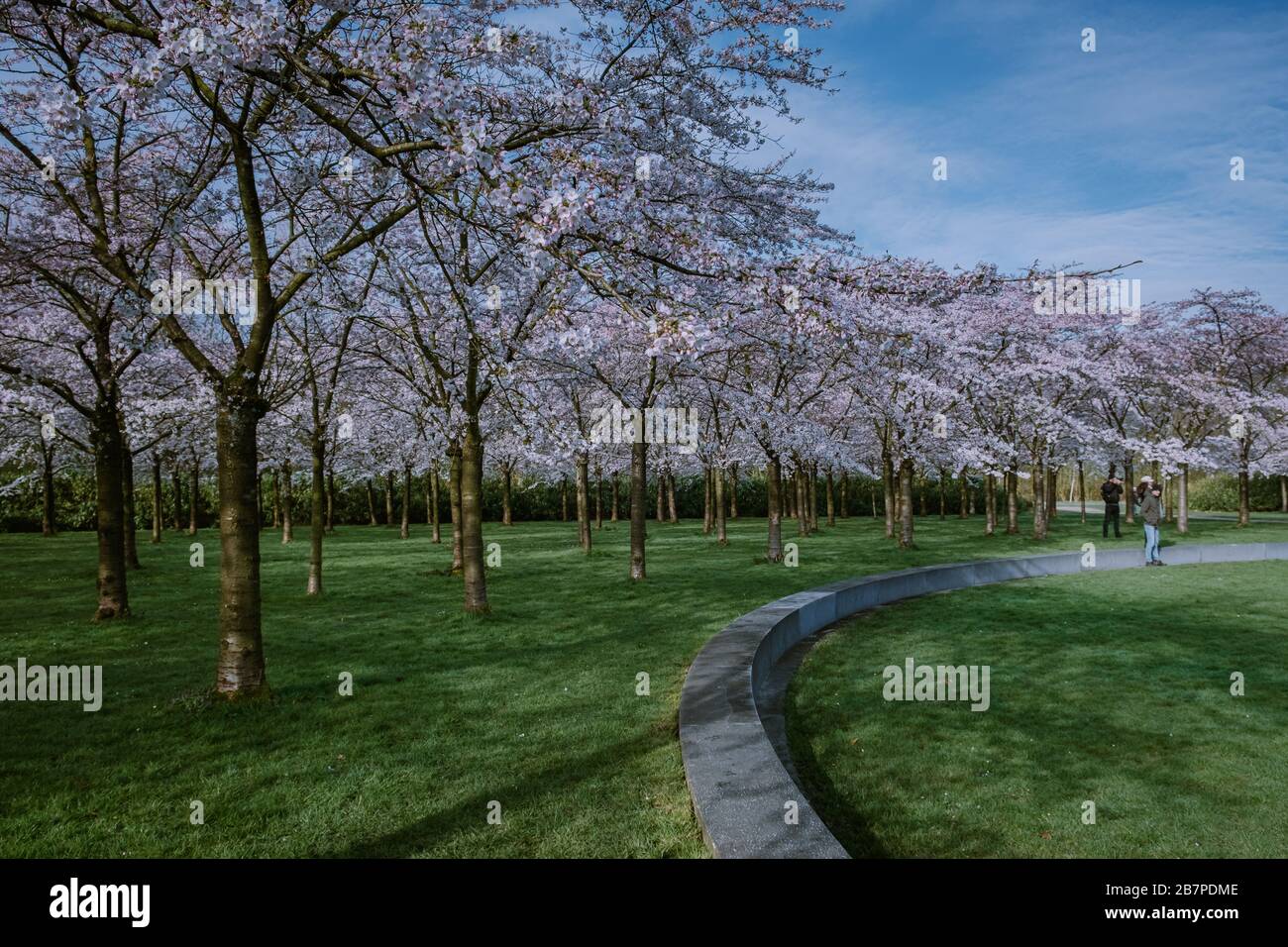 Kersenbloesempark traduzione parco dei fiori ci sono 400 alberi di ciliegio in Amsterdam Bos, in primavera si può godere la bella fioritura dei ciliegi Foto Stock