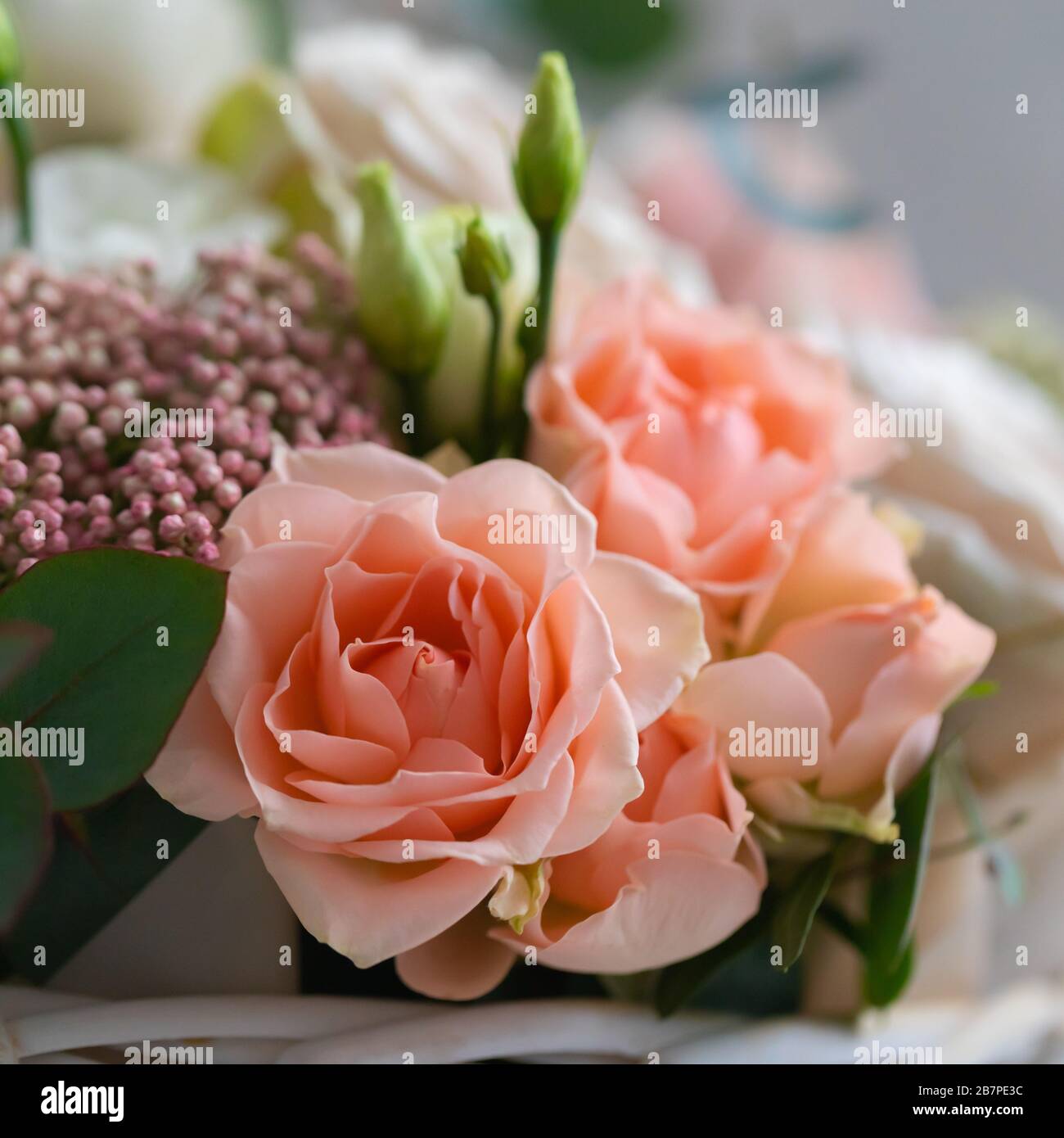 Fresca rosa beige petali di fiori macro sfondo, tonica Foto Stock