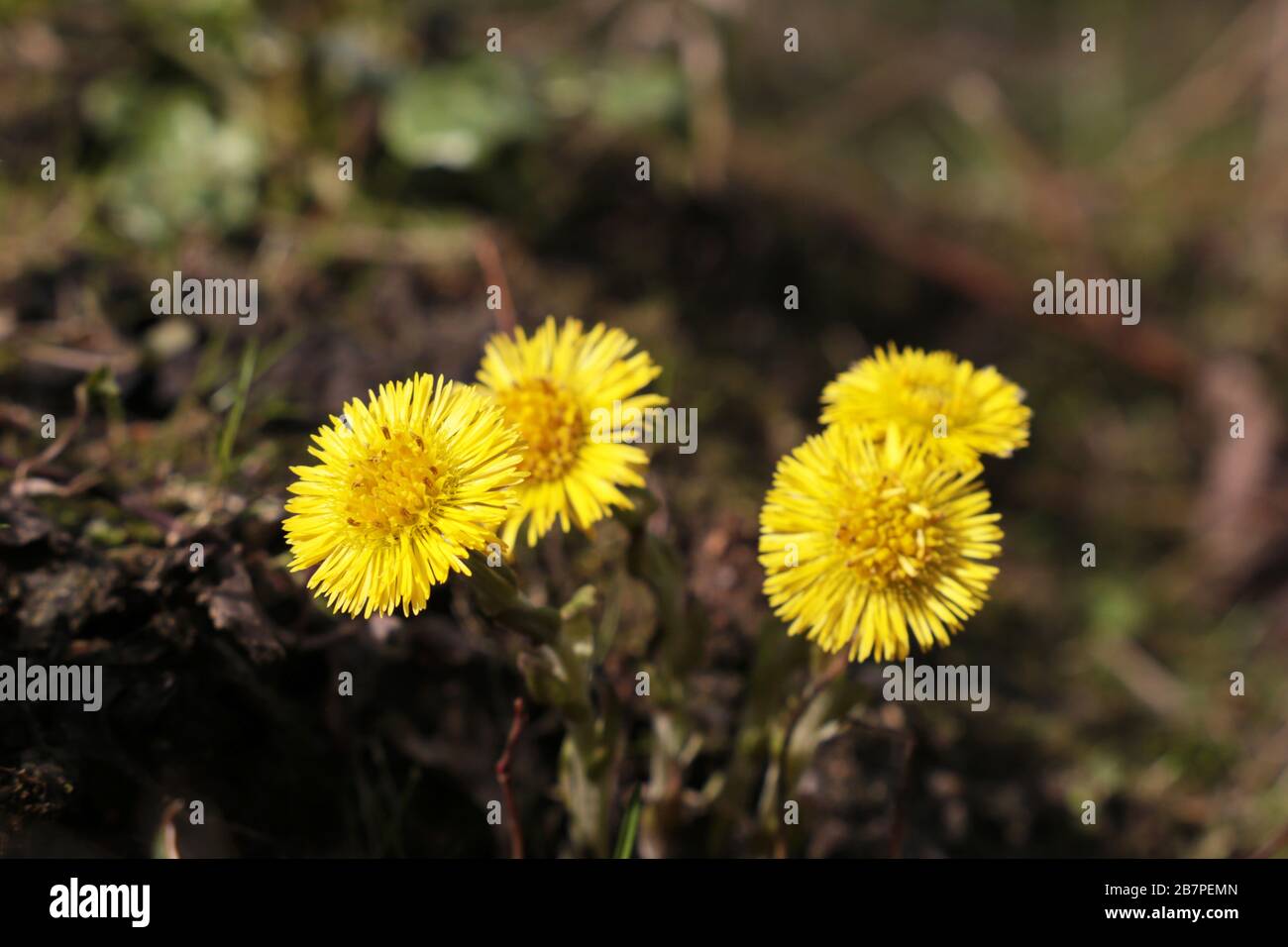Fiori di coltsfoot in una foresta primaverile. Fioritura Tussilago farfarfarfara, fiori gialli in giornata di sole Foto Stock Fiori di coltsfoot in una foresta primaverile. Fioritura Tussilago farfarfarfara, fiori gialli in giornata di sole Foto Stock