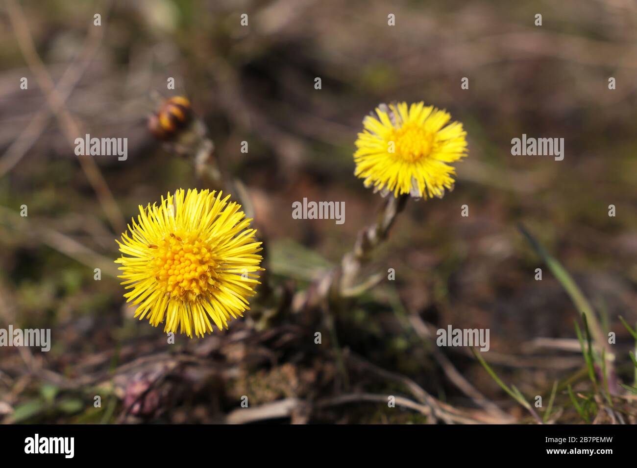 Fiori di coltsfoot in una foresta primaverile. Fioritura Tussilago farfarfarfara, fiori gialli in giornata di sole Foto Stock Fiori di coltsfoot in una foresta primaverile. Fioritura Tussilago farfarfarfara, fiori gialli in giornata di sole Foto Stock