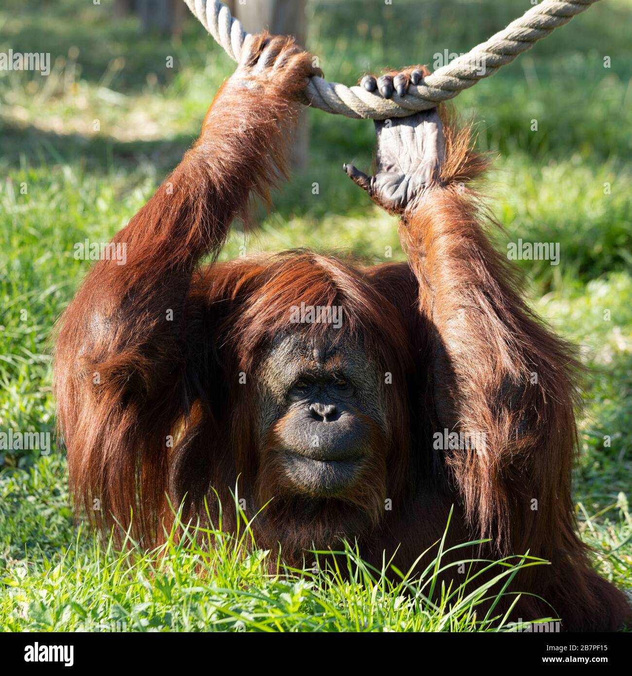 vista di orangutan in uno zoo Foto Stock
