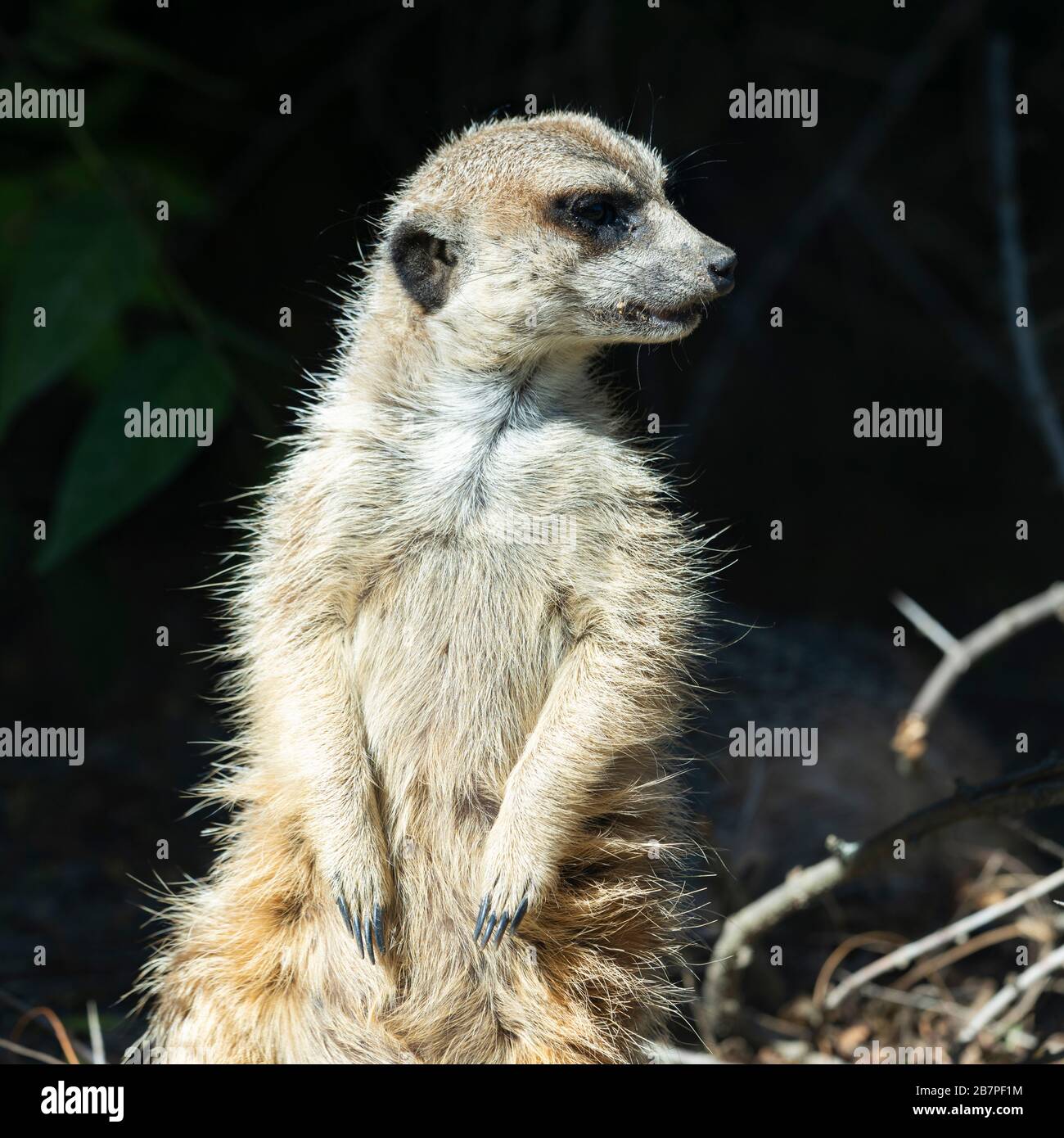 Meerkat, la sentinella del deserto Foto Stock