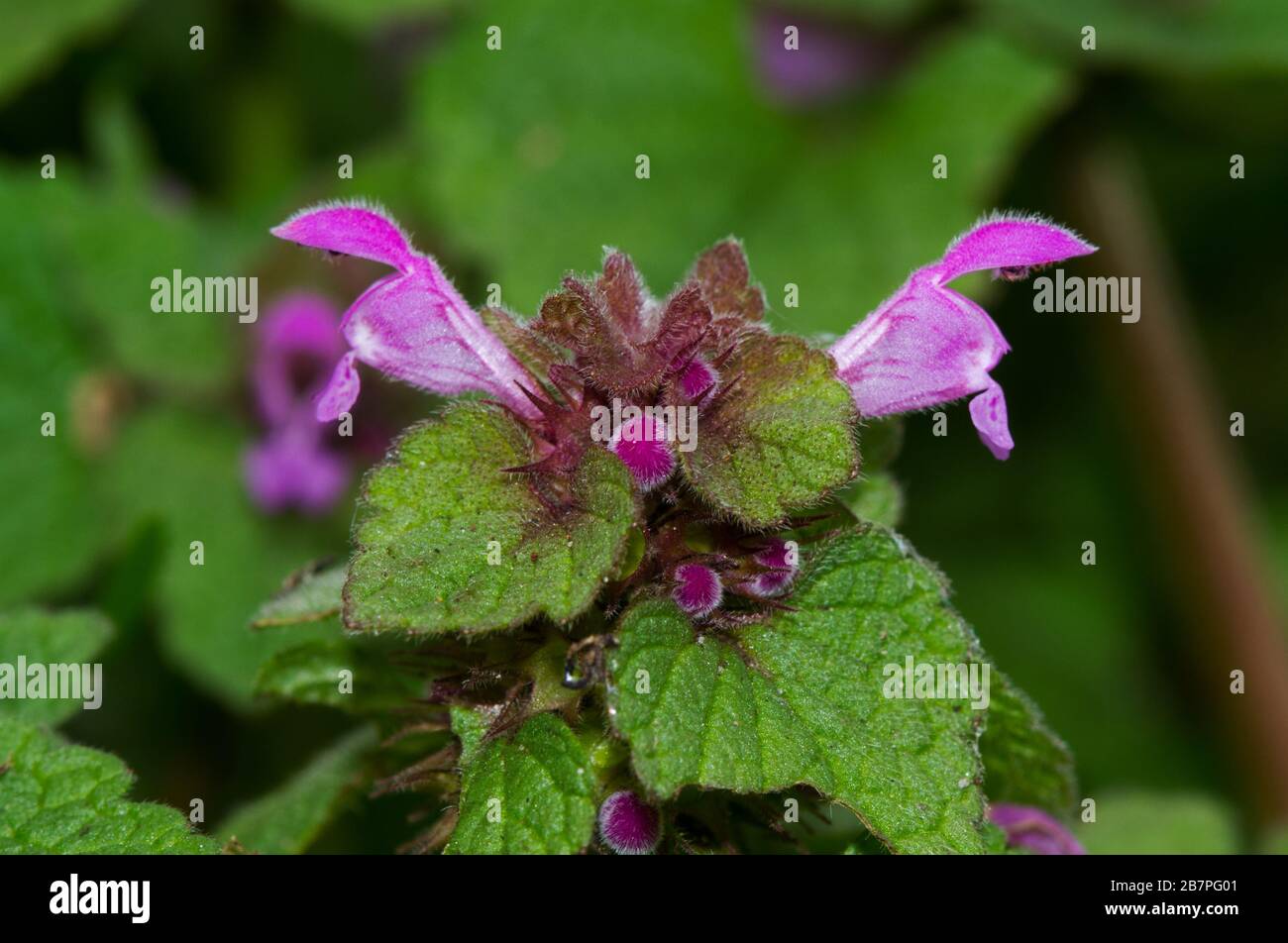 Primo piano dei fiori viola di Dead-netle, conosciuto anche come arcangelo viola Foto Stock