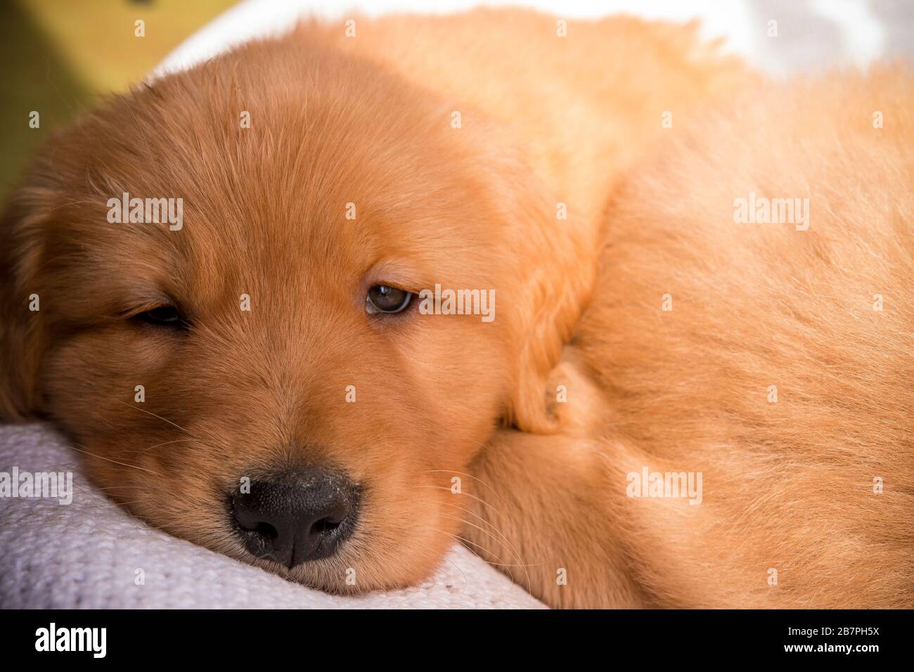 Carino, soffice e Sleepy Golden Retriever Puppy guardando la fotocamera Foto Stock