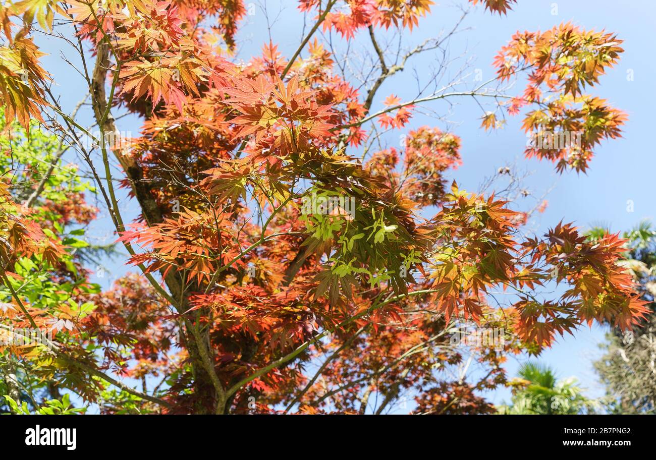 Acero rosso a forma di mano (lat. Acer Palmatum) decorativo durante tutto il periodo di vegetazione forma corona e delicato disegno del foglio. Vista dal basso Foto Stock