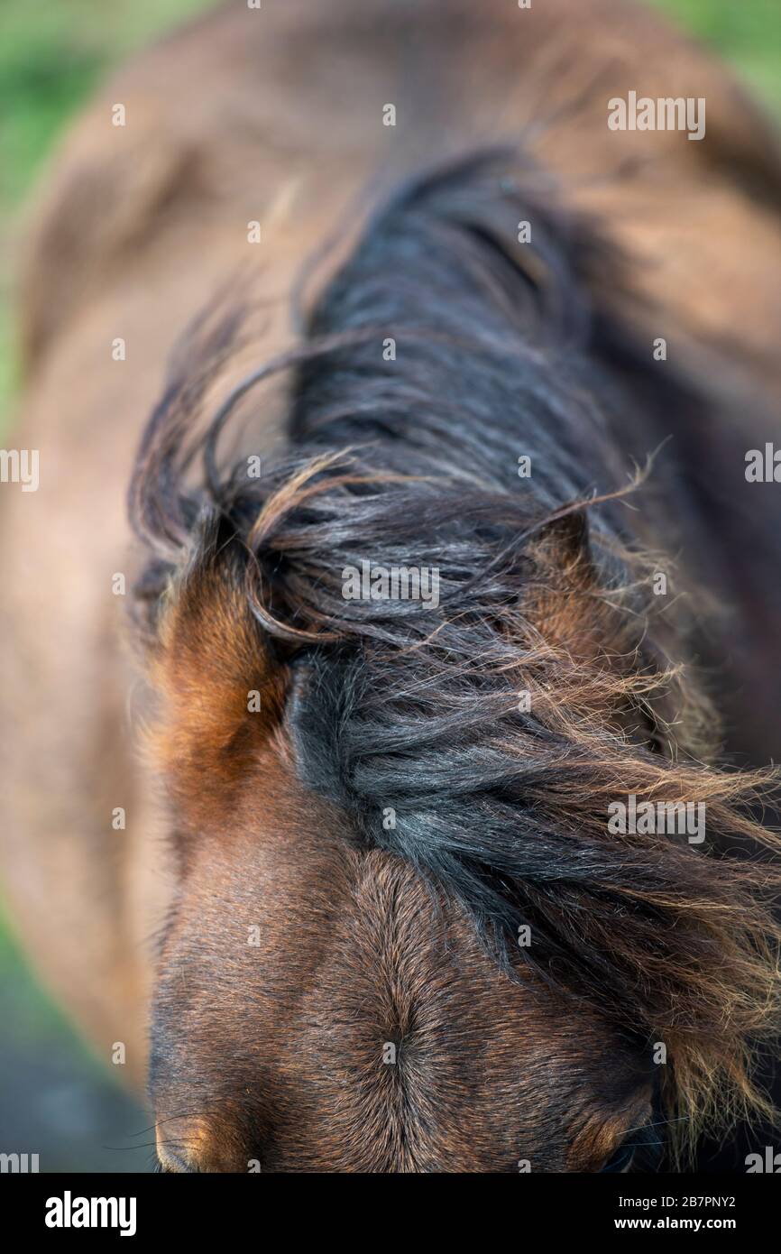 Close-up di un cavallo è mane Foto Stock