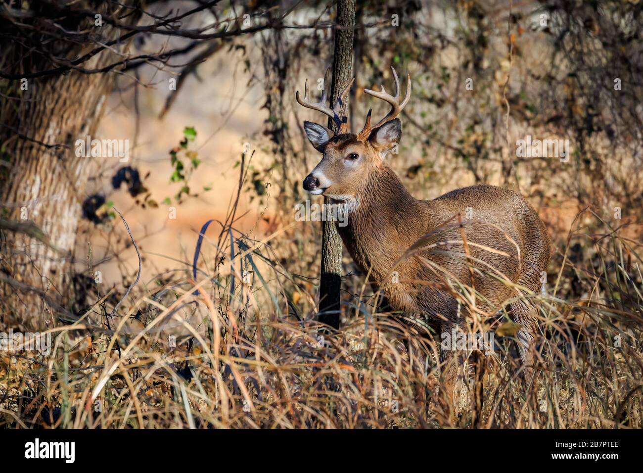 Un cervo a coda bianca (Odocoileus virginianus) buck nella foresta di Martin Nature Park in Oklahoma City Foto Stock