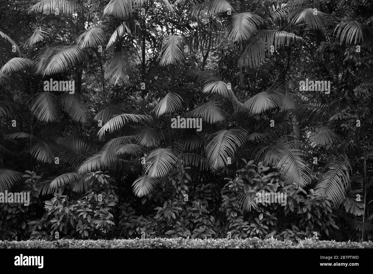 Grandi foglie di palma contrastanti con piante lievitati più piccole. Foto Stock