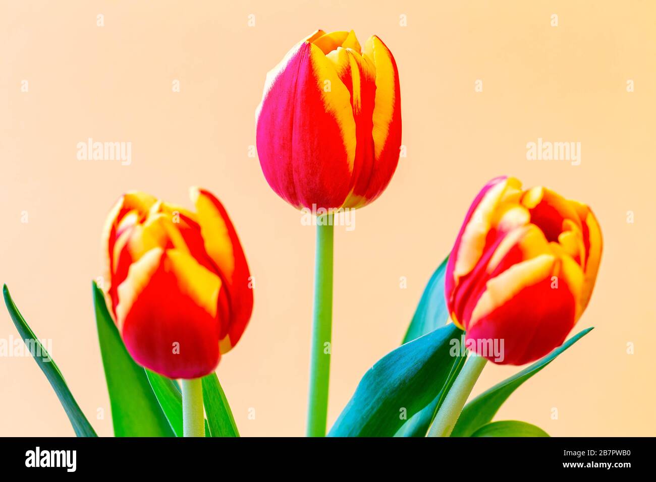 Mazzo di tulipani rossi e gialli in un vaso colorato posto davanti ad uno sfondo giallo Foto Stock