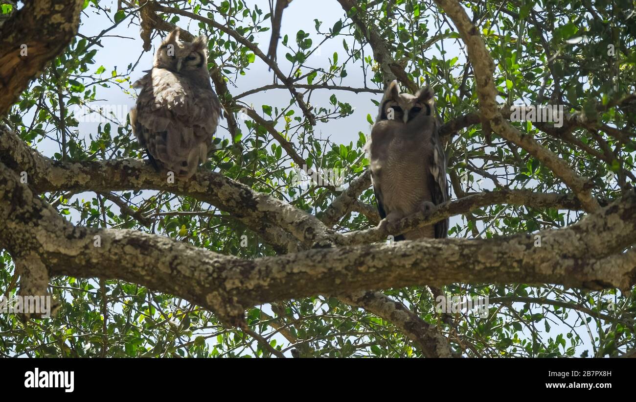 due gufi giganti di aquila arroccati in un albero di salsiccia a serengeti Foto Stock