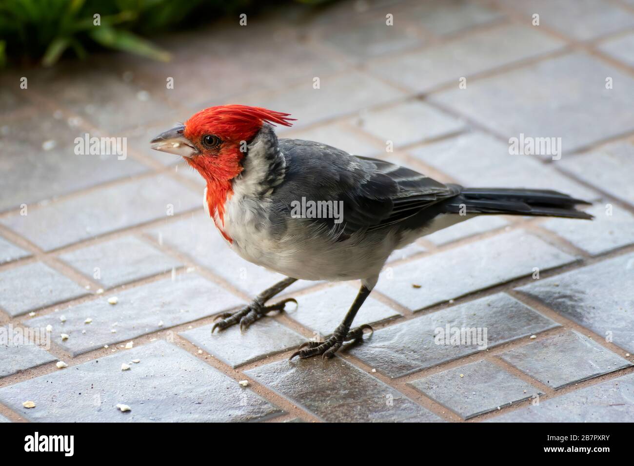 Primo piano profilo di uccello cardinale rosso crestato con piume rosse brillanti e occhio luminoso. Foto Stock
