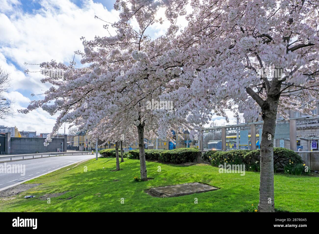 Un gruppo di alberi di fiori di ciliegio in piena fioritura vicino alla stazione ferroviaria di Heuston, Dublino, Irlanda. Foto Stock