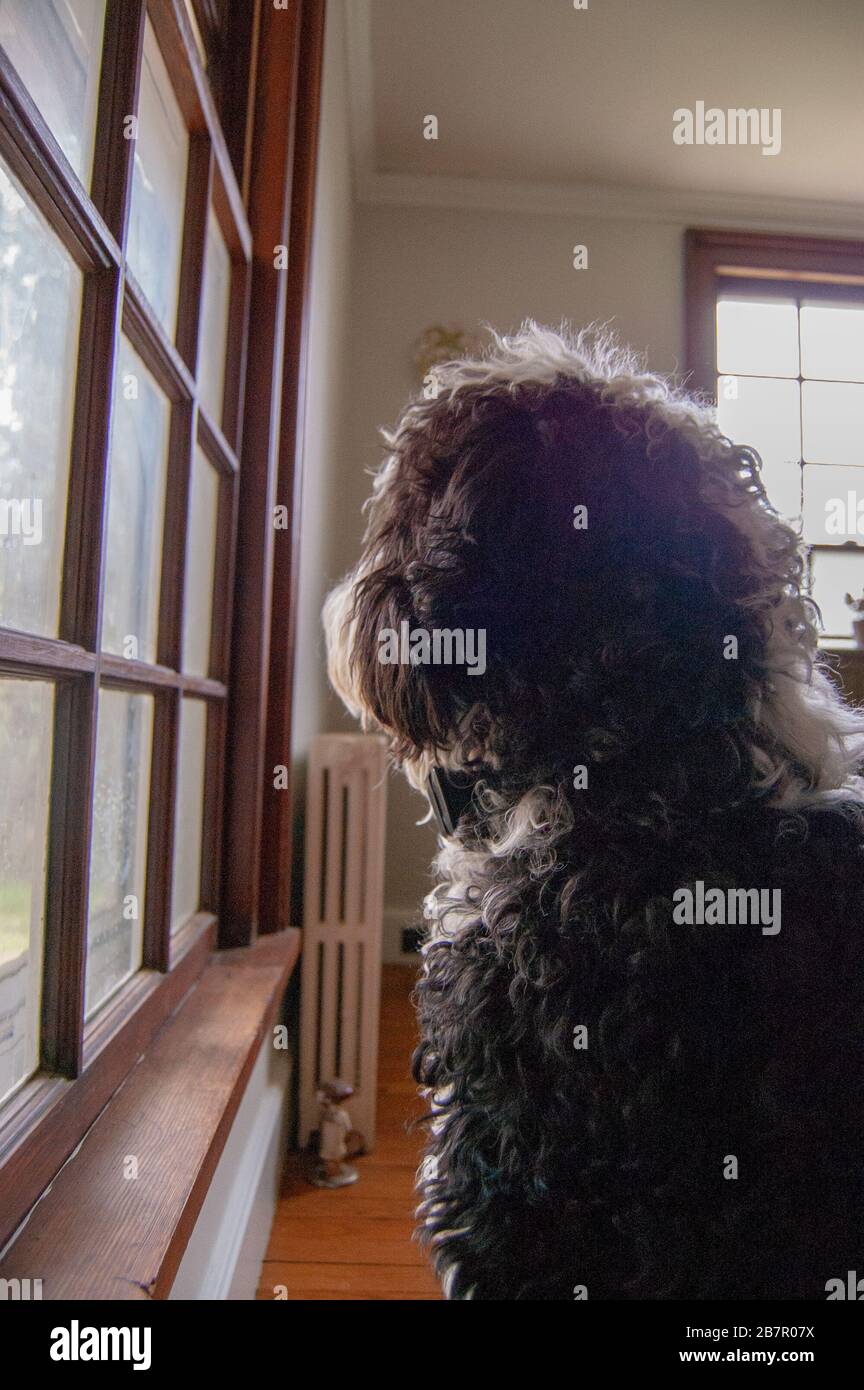 Immagine del cane che guarda fuori la finestra. Foto Stock