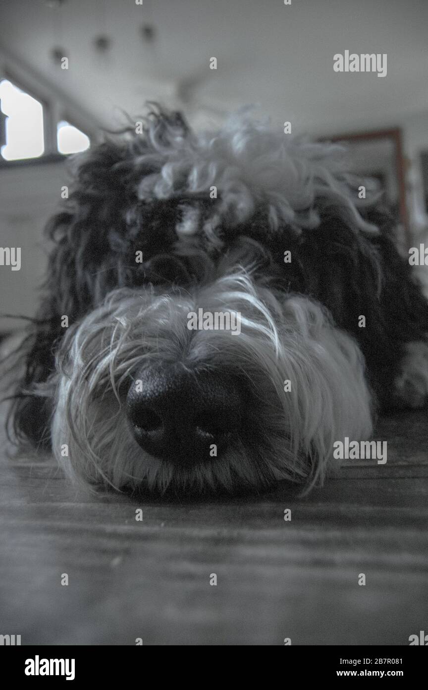 Primo piano della faccia del cane carino disteso giù. Foto Stock