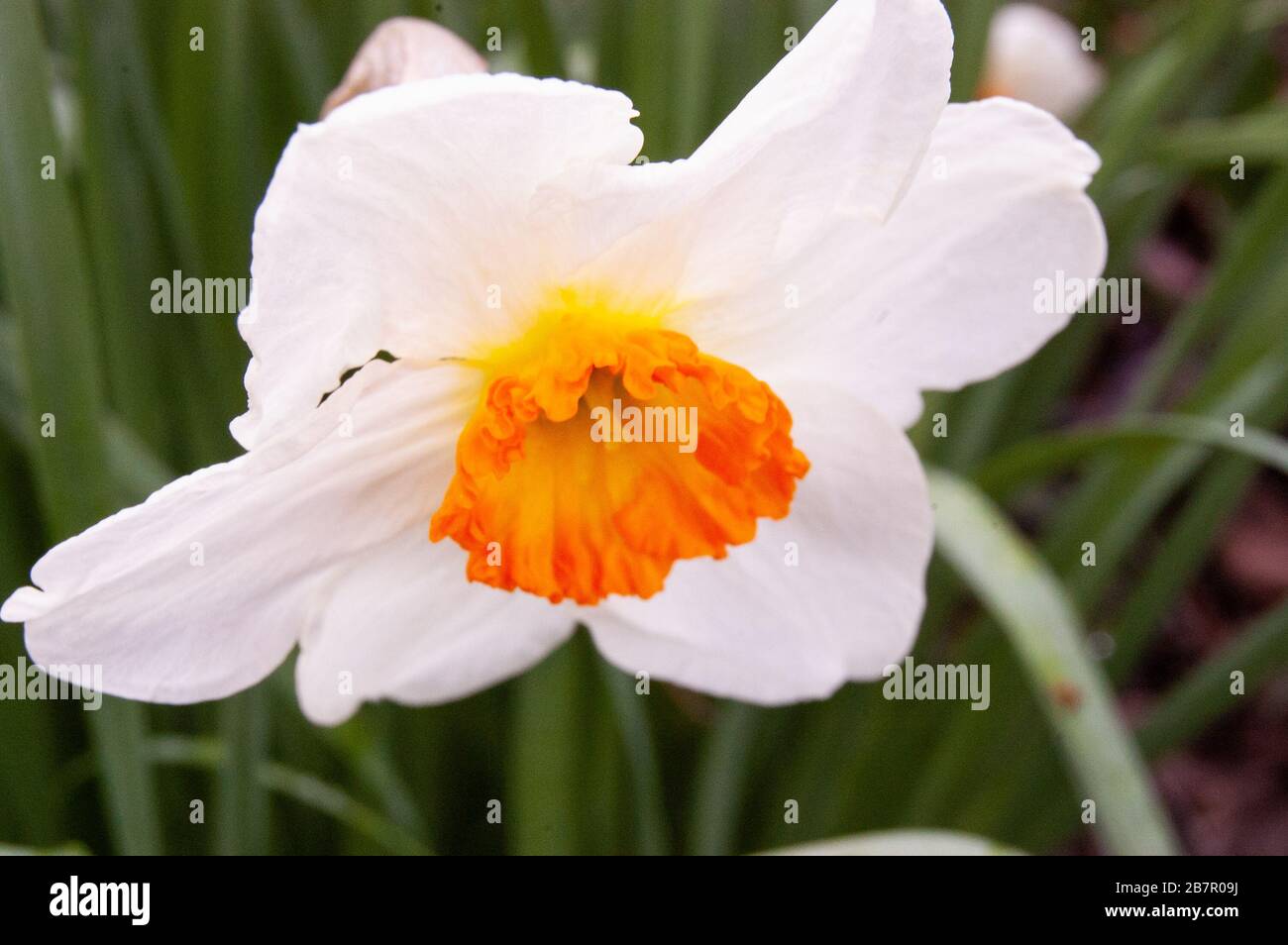 Macro fotografia di daffodil bianco fiore. Foto Stock