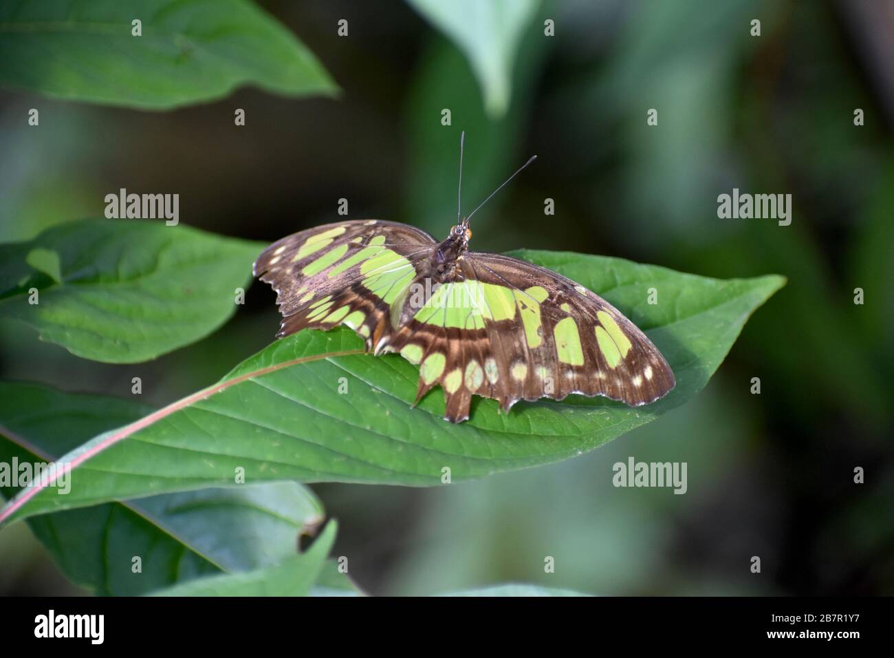 Metamorpha Stelenes Butterfly in un giardino d'inverno delle farfalle, Costa Rica Foto Stock