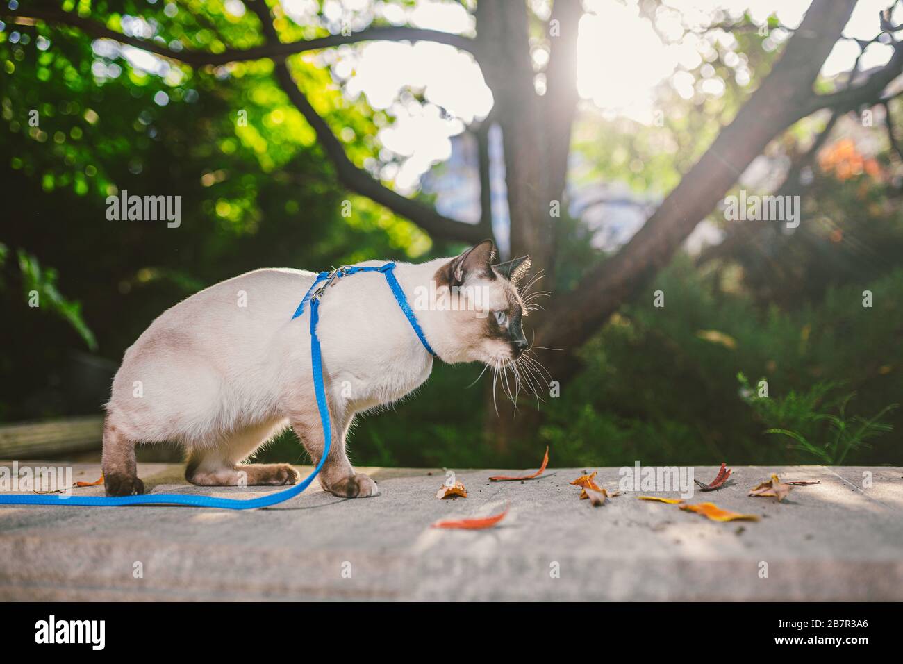 Gatto siamese maschio Mekong Bobtail razza all'aperto in un parco. Il gatto cammina con un guinzaglio blu nel cortile. Tema di camminata animale domestico sicuro. Gatto nazionale su un Foto Stock