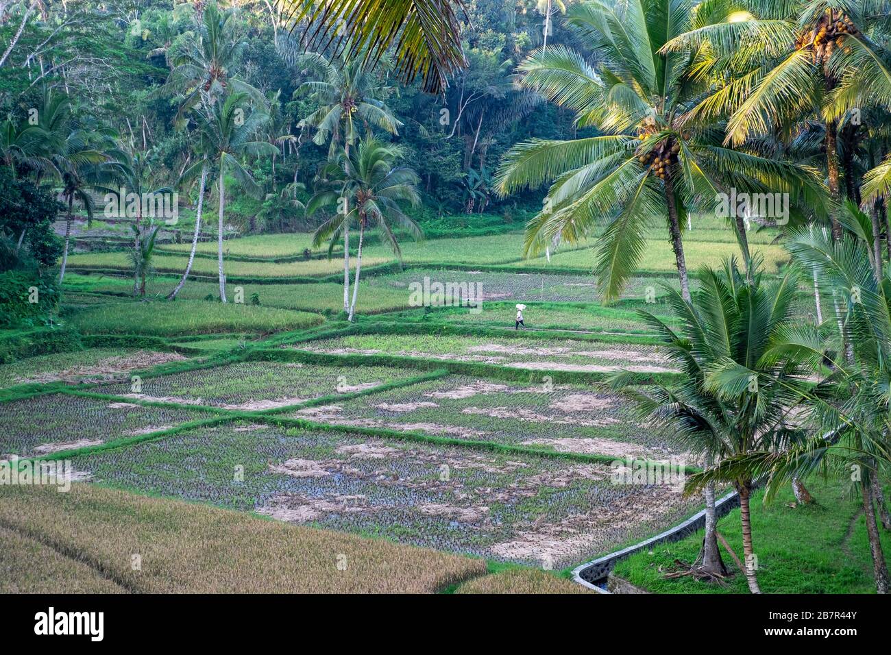 Panoramica di un campo di riso circondato da palme in Indonesia Foto Stock