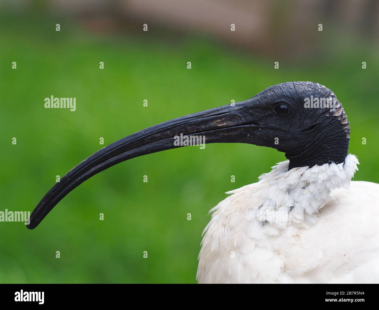 Straordinario e impressionante Ibis australiano bianco con una notevole testa senza piume nere e occhi penetranti affilati. Foto Stock
