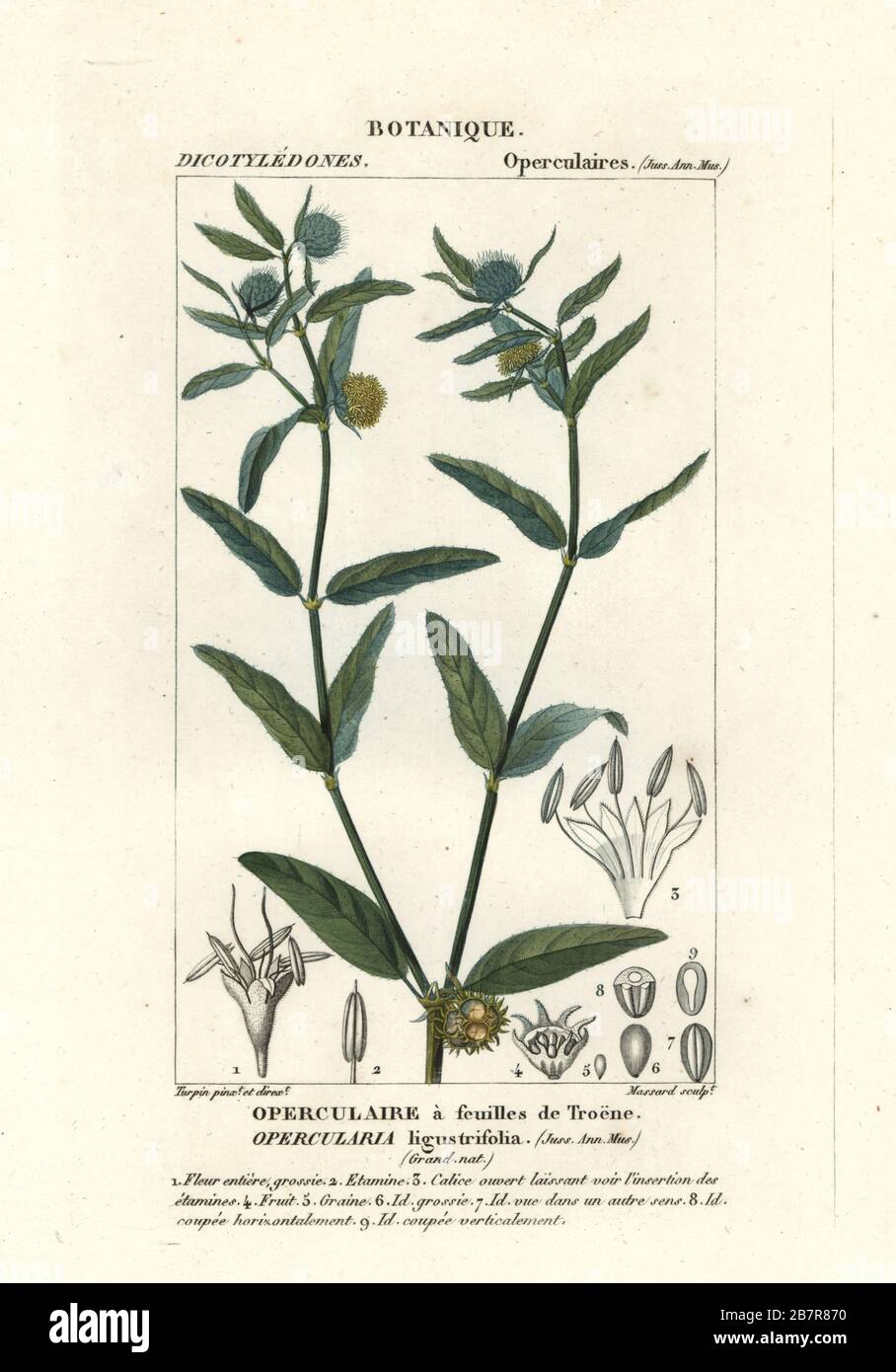 Stinkweed grossolano, Opercularia aspera. Incisione a forma di copperplate a mano dal Dizionario delle Scienze naturali di Antoine Laurent de Jussieu, Firenze, Italia, 1837. Illustrazione incisa da Massard, disegnata e diretta da Pierre Jean-Francois Turpin, e pubblicata da Batelli e figli. Turpin (1775-1840) è considerato uno dei più grandi illustratori botanici francesi del 19 ° secolo. Foto Stock