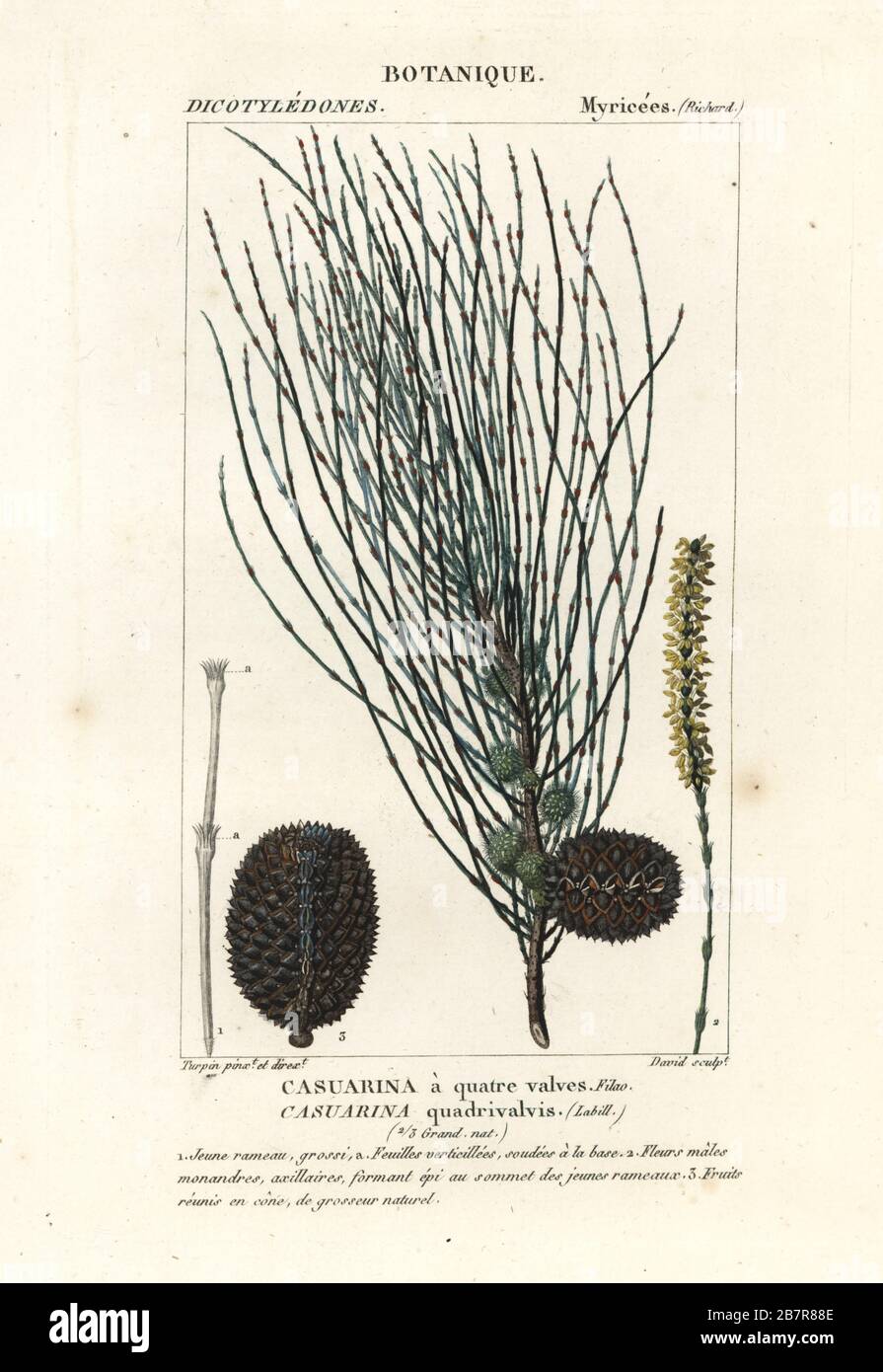 Allocasuarina verticillata, un albero di fissazione dell'azoto originario dell'Australia. Casuarina quadrivalvis, Casuarina a quatre valvole. Incisione a forma di copperplate a mano dal Dizionario delle Scienze naturali di Antoine Laurent de Jussieu, Firenze, Italia, 1837. Illustrazione incisa da David, disegnata e diretta da Pierre Jean-Francois Turpin, e pubblicata da Batelli e figli. Turpin (1775-1840) è considerato uno dei più grandi illustratori botanici francesi del 19 ° secolo. Foto Stock
