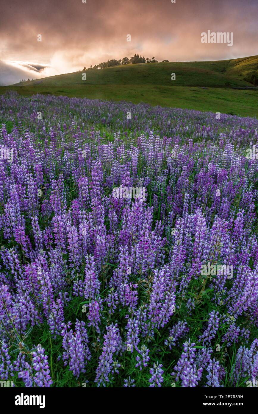 Lupin, Fog, Williams Ridge, Redwood National Park, California Foto Stock