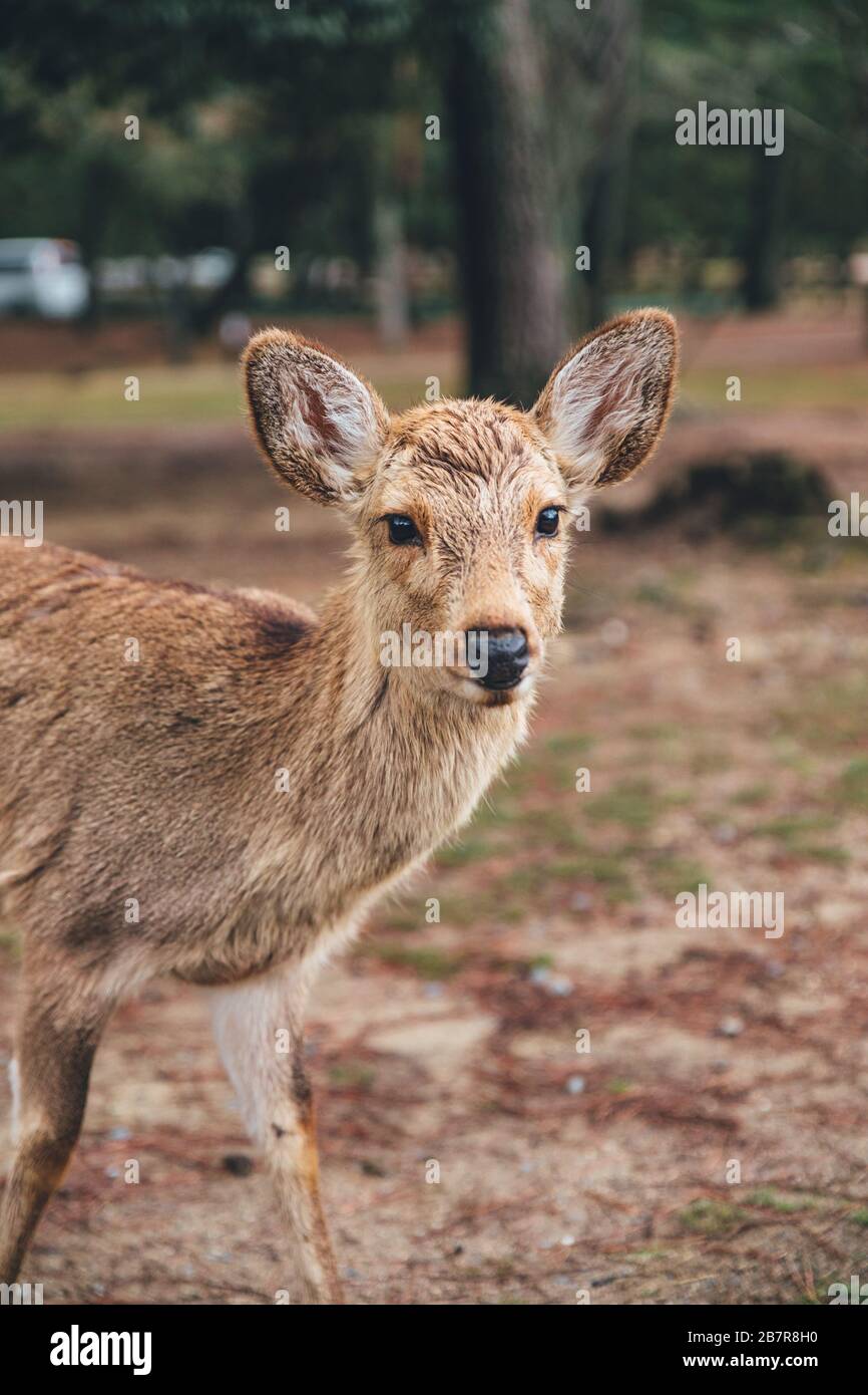 Cervi al parco in Giappone Foto Stock