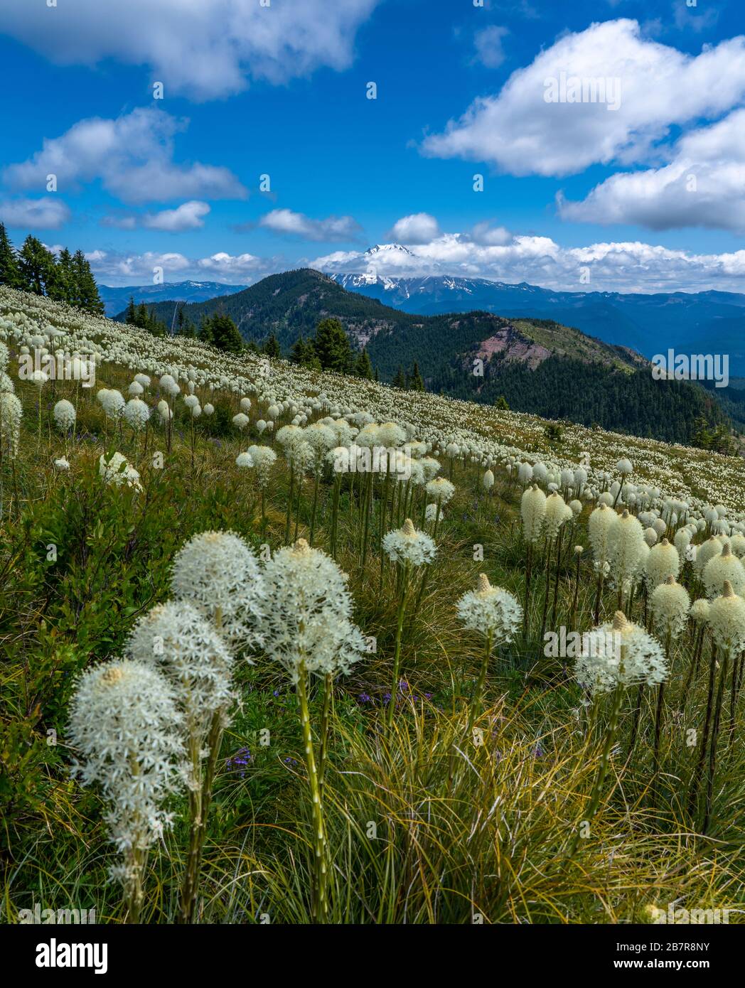 Montagna in Oregon Foto Stock
