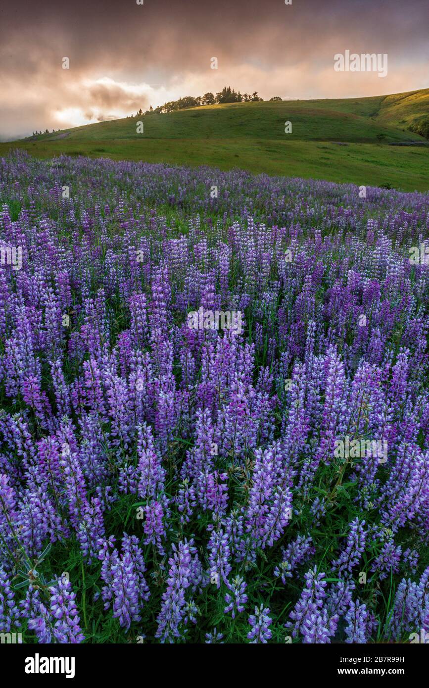 Lupin, Fog, Williams Ridge, Redwood National Park, California Foto Stock