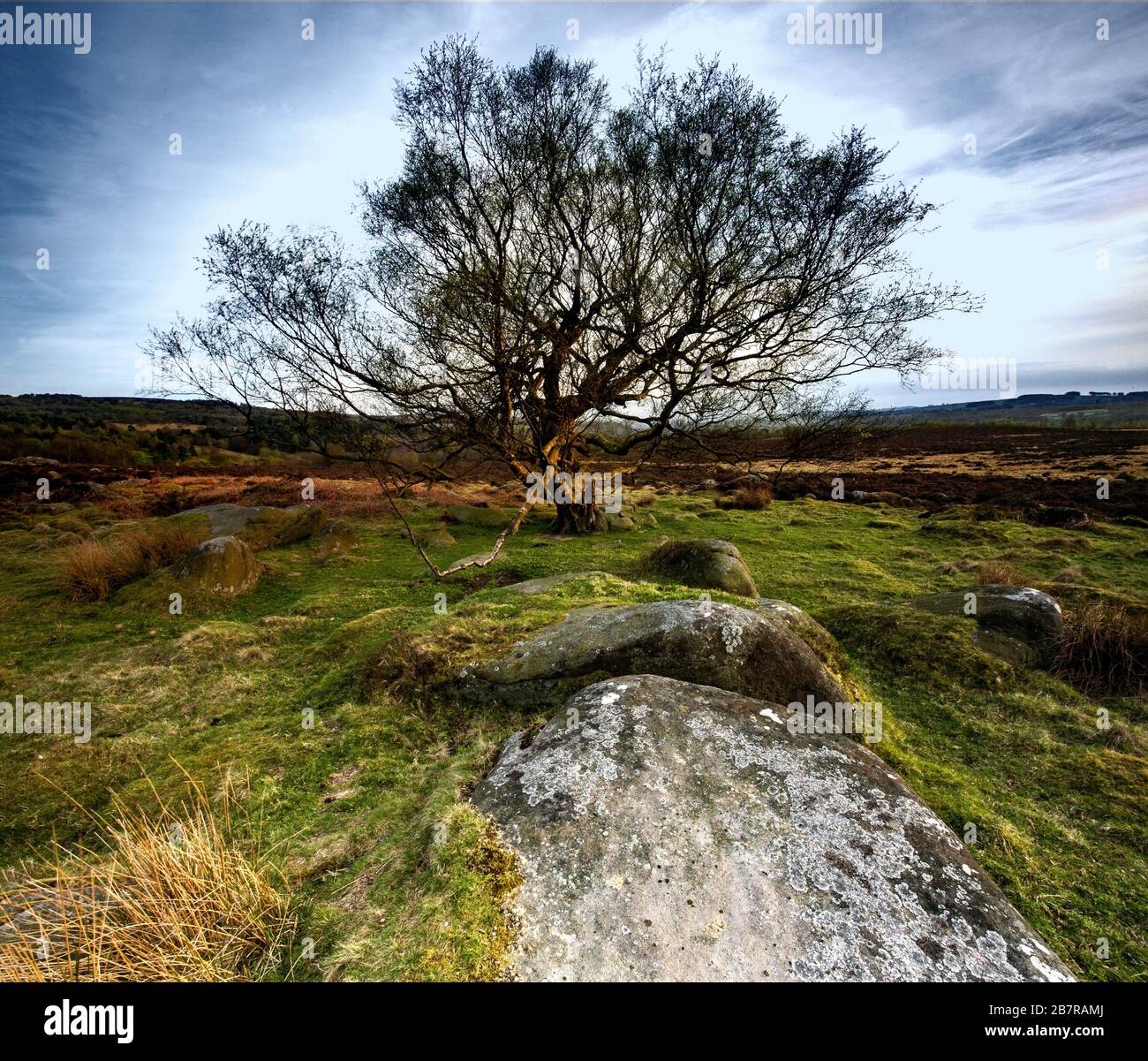 Antico albero circondato da rocce a Owler Tor nel Peak District nel Regno Unito Foto Stock