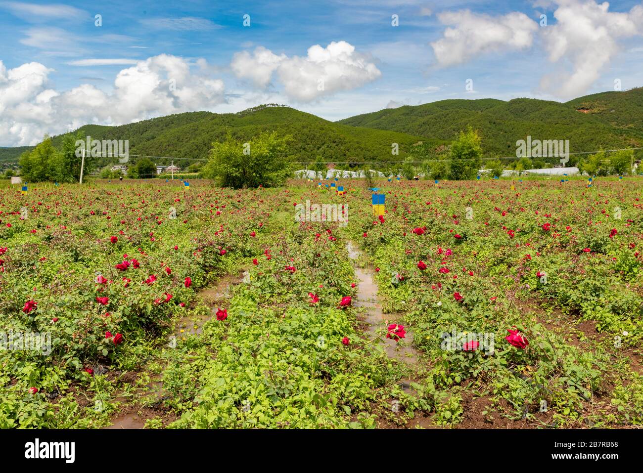 Fattoria di rose al lago di Lashi, a Yunnan, Cina, dove i contadini di Naxi raccolgono rose da utilizzare nei cosmetici e nei prodotti da forno. Foto Stock