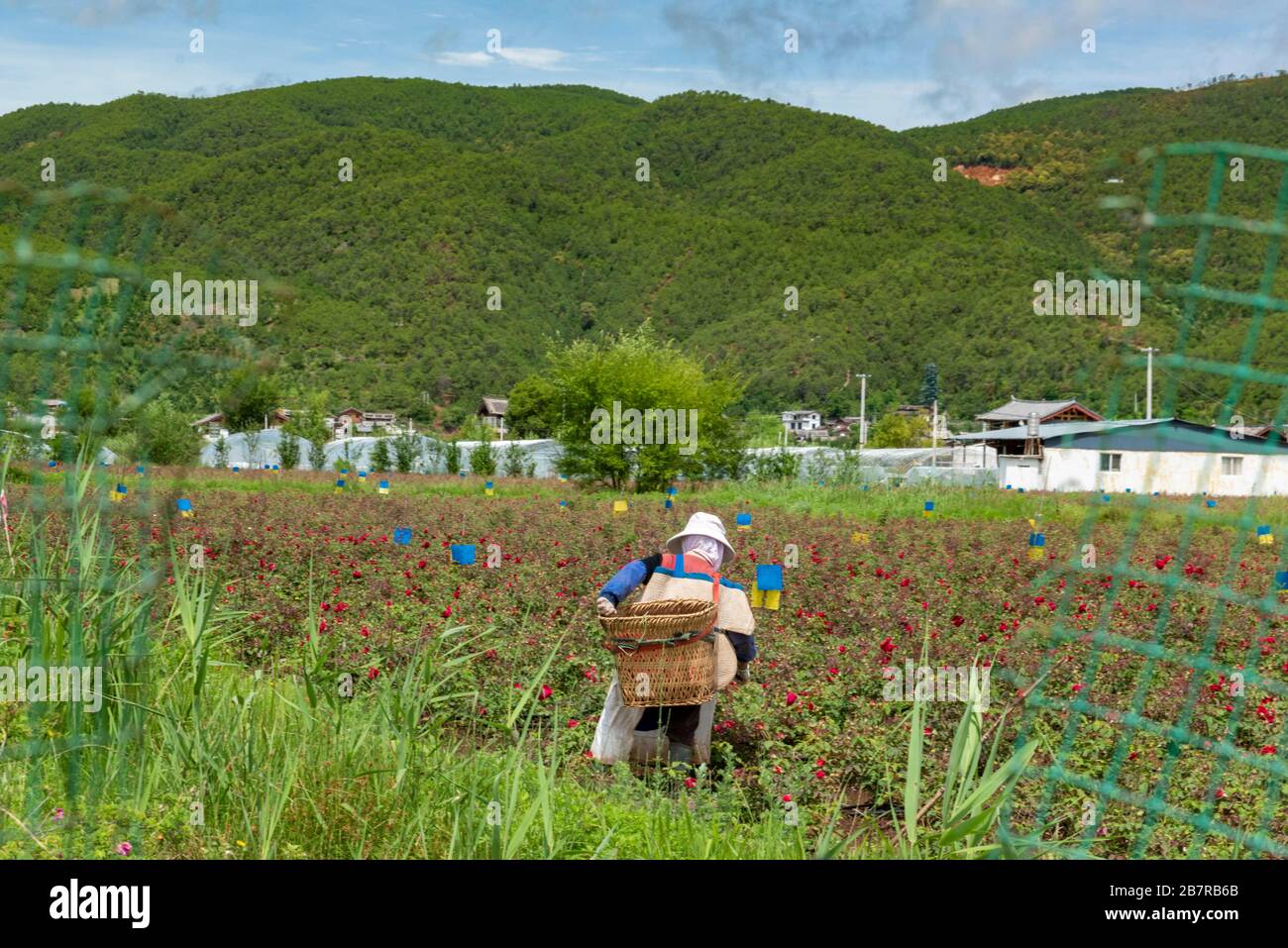 Uno dei contadini di Naxi che raccoglie rose da utilizzare nei cosmetici e nei prodotti da forno al lago di Lashi, a Yunnan, in Cina Foto Stock
