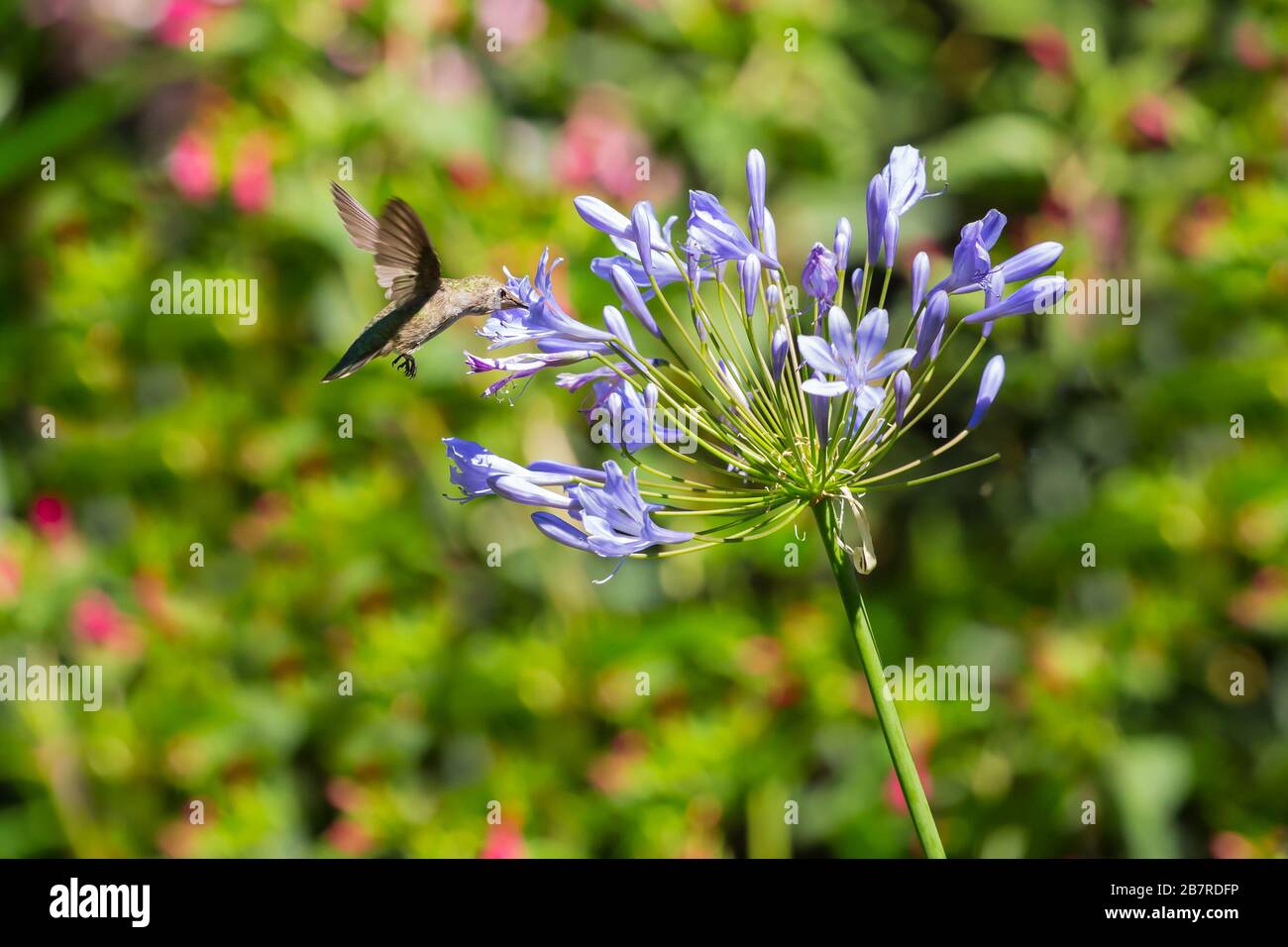 Hummingbird su Agapanthus Foto Stock