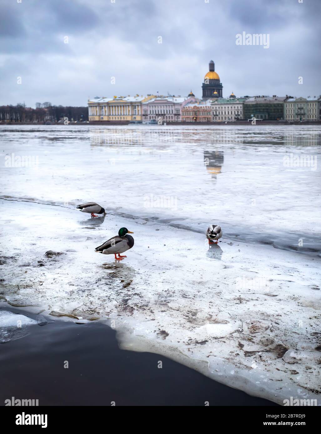 Congelati fiume Neva con anatre e Isaac su altro lato in inverno a San Pietroburgo, Russia Foto Stock