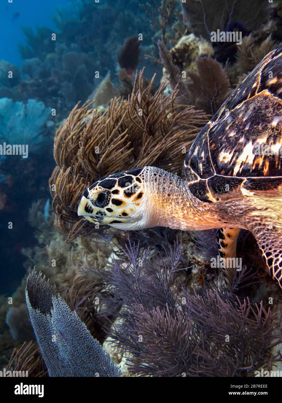Tartaruga di mare di Hawksbill (Eretmochelys imbricata) su una barriera corallina, animale raro nel suo habitat naturale, Florida Keys, Stati Uniti, Oceano Atlantico, colore Foto Stock