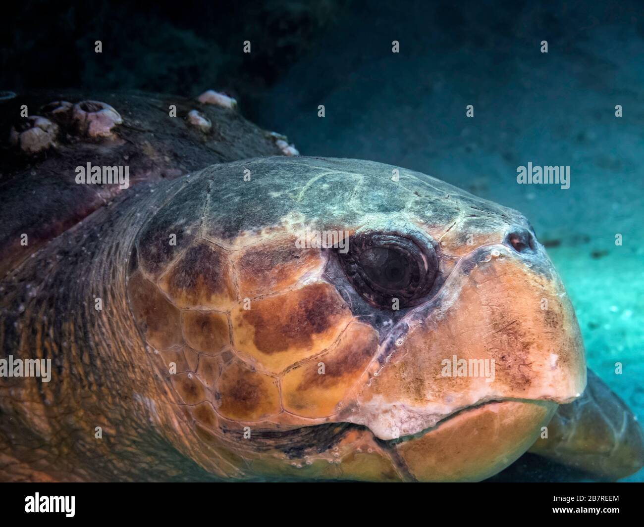 Profilo closeup di una tartaruga marina (Caretta caretta), che riposa sotto una barriera corallina, Giove, Florida, Stati Uniti, Oceano Atlantico, colore Foto Stock