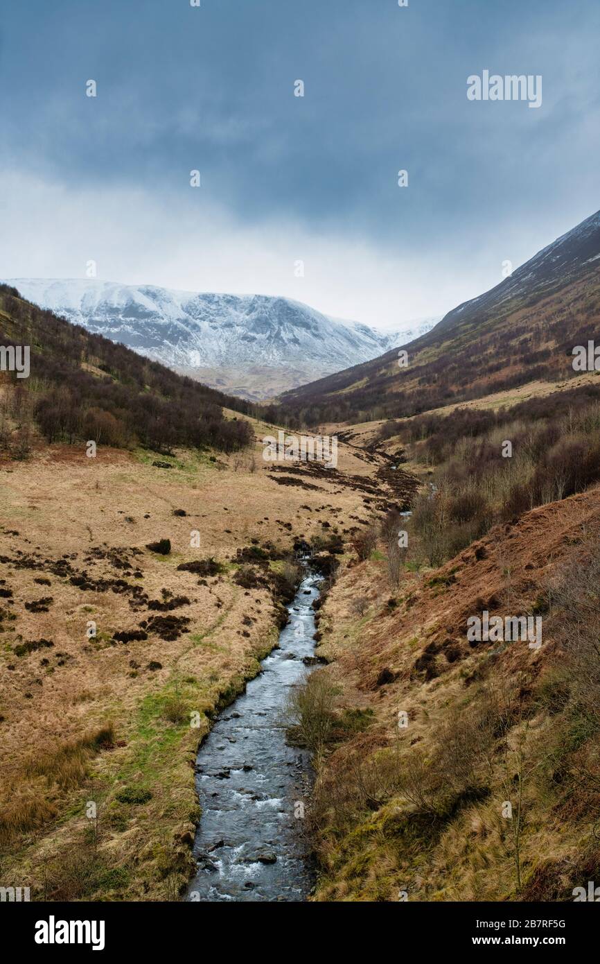 Carrifran Wildwood nel tardo inverno. Moffat Dale, Dumfries & Galloway, Scozia Foto Stock