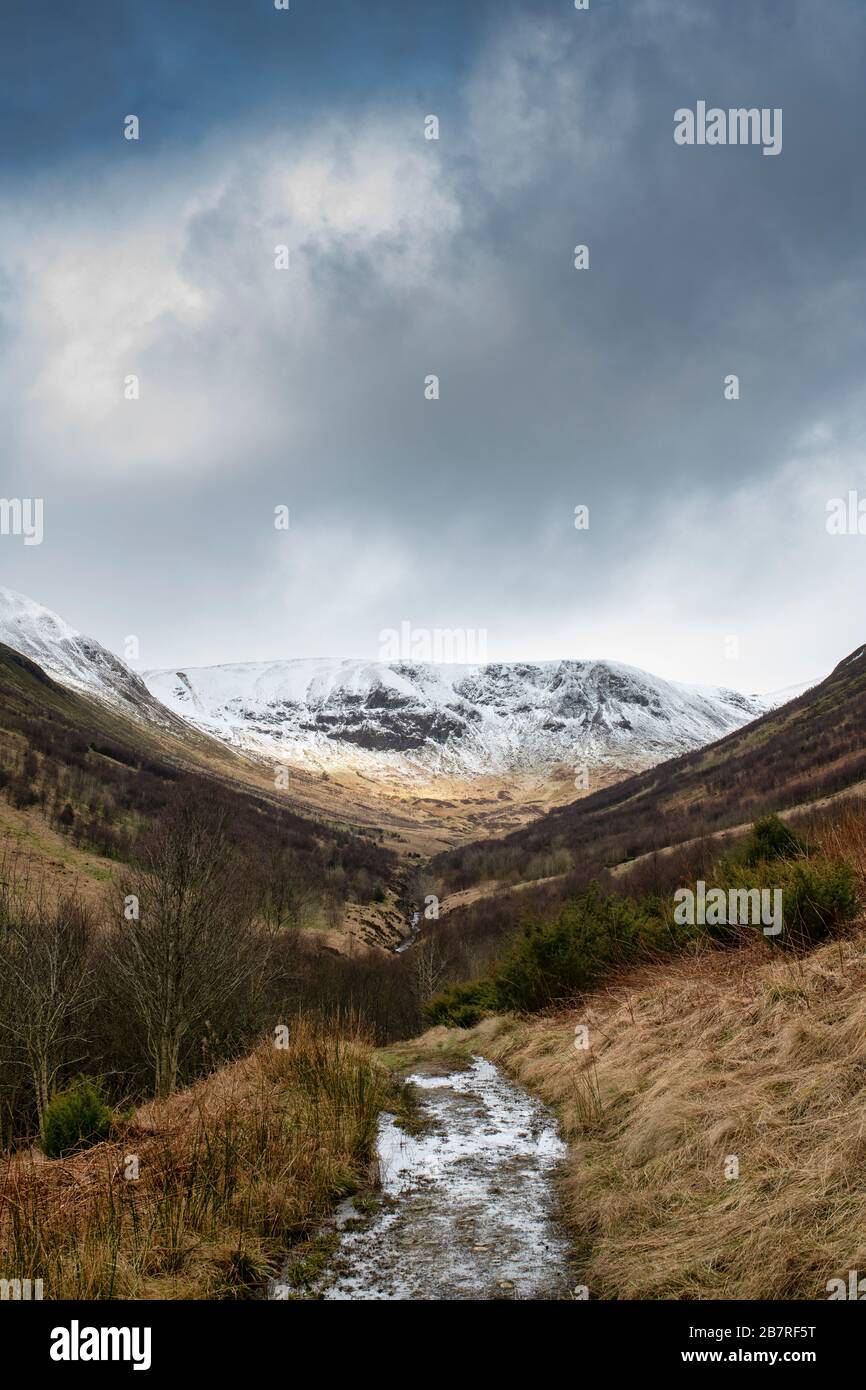 Carrifran Wildwood nel tardo inverno. Moffat Dale, Dumfries & Galloway, Scozia Foto Stock