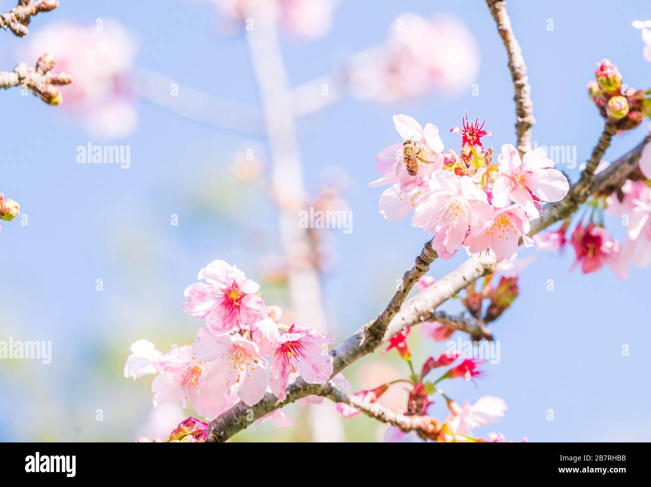 Fiori rosa e Happy Bees Foto Stock