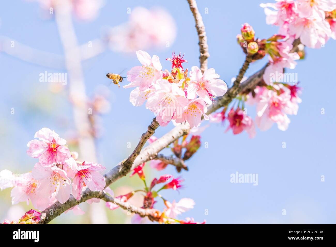 Fiori rosa e Happy Bees Foto Stock