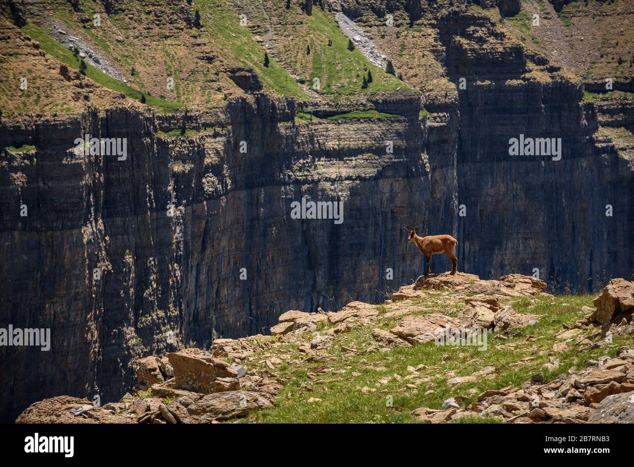 Camoscio (Rupicapra rupicapra) al Parco Nazionale di Ordesa e Monte Perdido (Spagna) ESP: Rebeco en el Parque Nacional de Ordesa y Monte Perdido Foto Stock