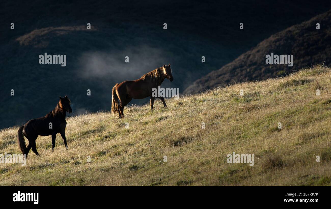 Due cavalli selvatici Kaimanawa in piedi nella nebbia mattutina Foto Stock