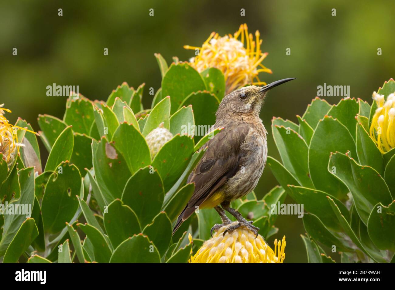 Cape Sugar Bird (Promerops cafer) su un Protea a Città del Capo, Capo Occidentale, Sud Africa Foto Stock