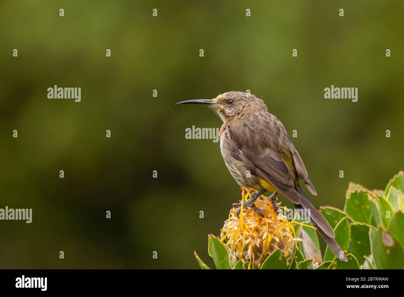 Cape Sugar Bird (Promerops cafer) su un Protea a Città del Capo, Capo Occidentale, Sud Africa Foto Stock