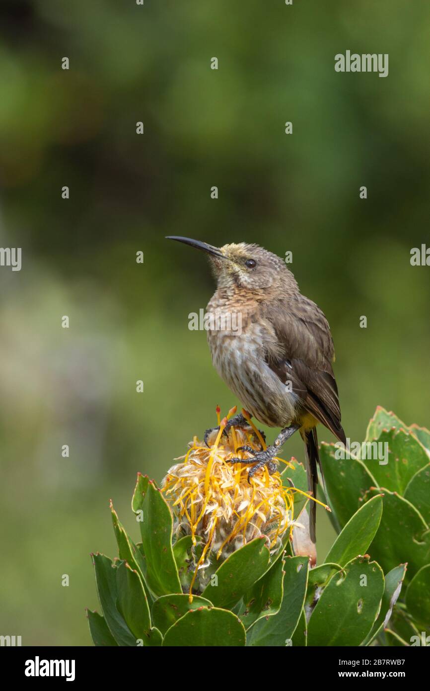 Cape Sugar Bird (Promerops cafer) su un Protea a Città del Capo, Capo Occidentale, Sud Africa Foto Stock