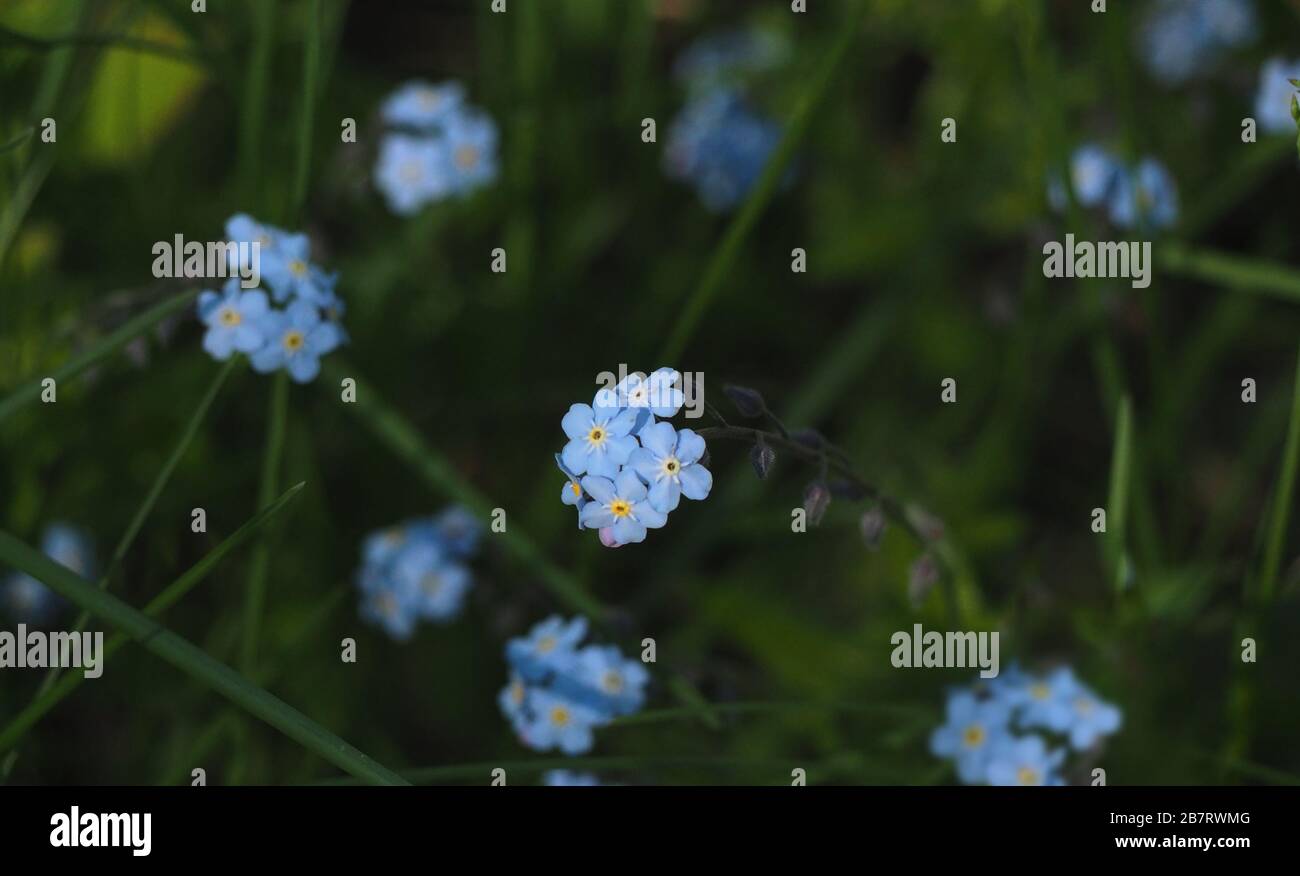 Dissolt-me-not detail - Olympus OM-D e-M1 Mark II Foto Stock